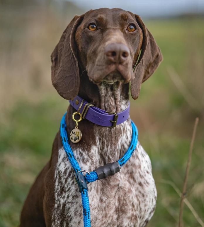 A dog wearing a lead.